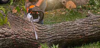 Tree and Shrub Care in Village Green Green Ridge, PA