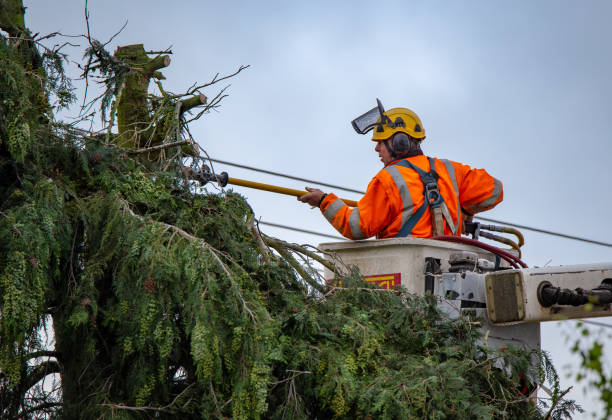 How Our Tree Care Process Works  in  Village Green Green Ridge, PA